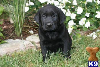 Bella - Black Lab Female